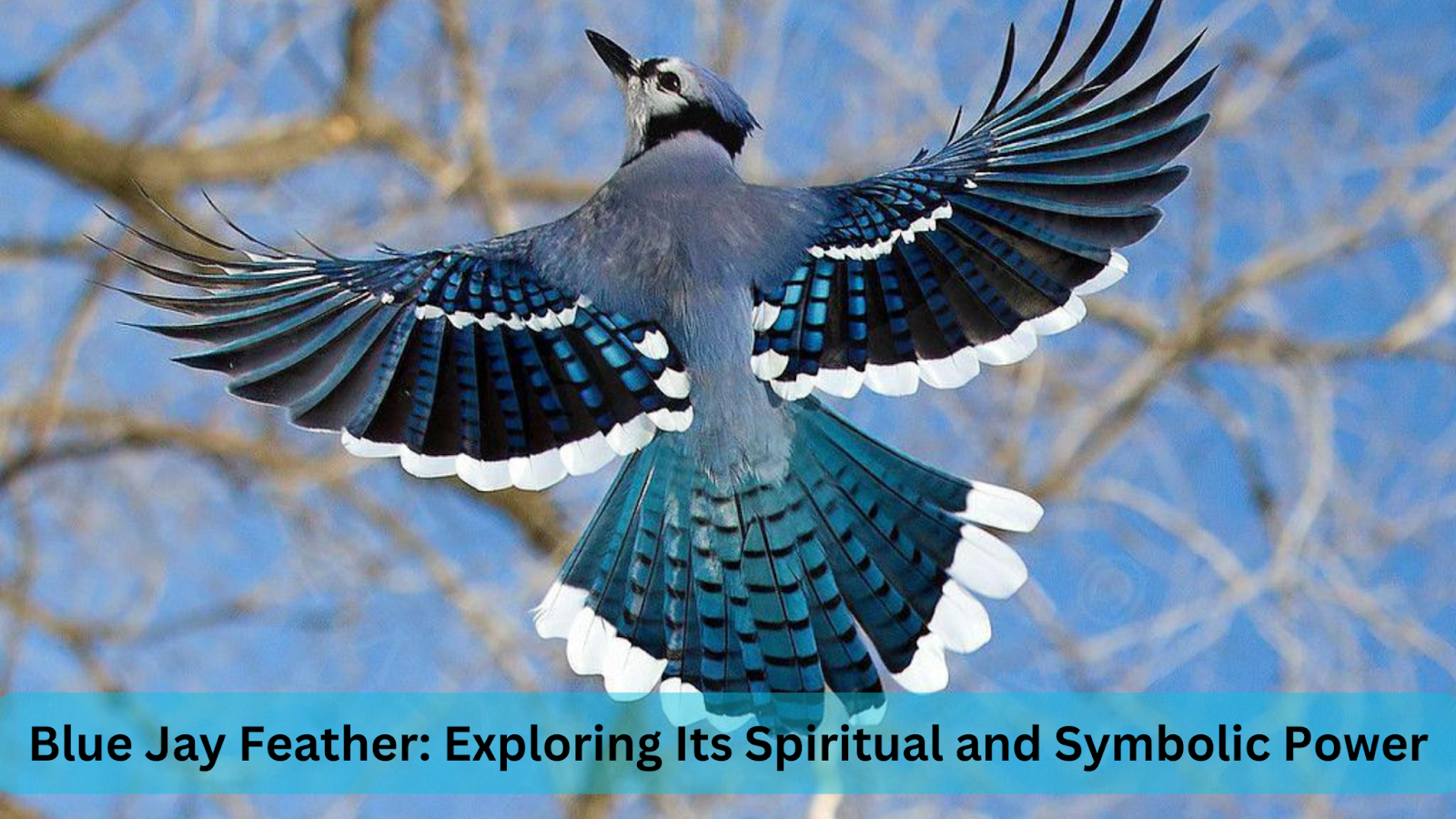 Blue Jay Feather: Exploring Its Spiritual and Symbolic Power – Bellzo