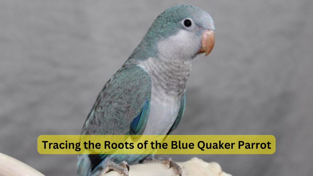 blue quaker parrot