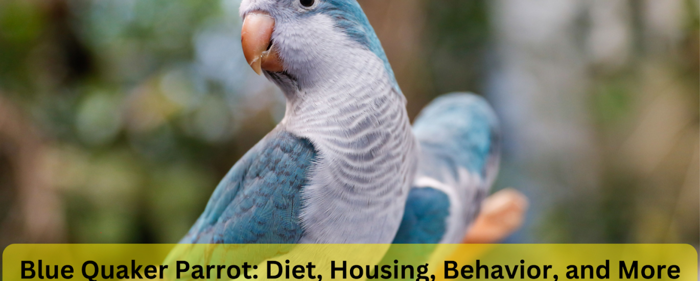 blue quaker parrot