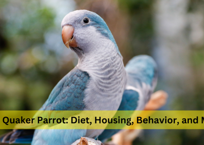 blue quaker parrot