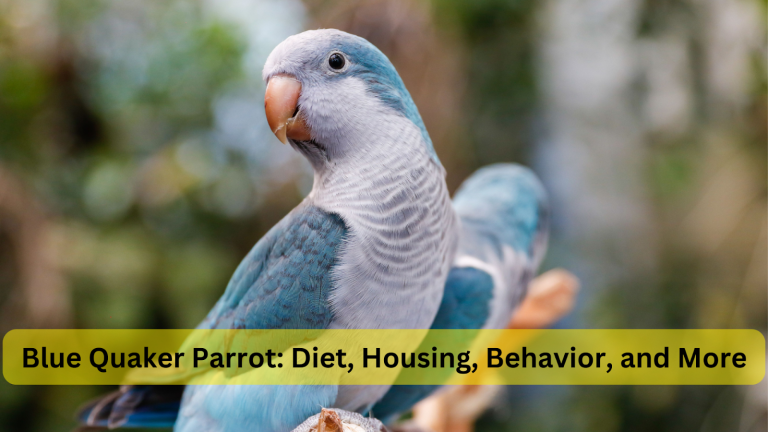 blue quaker parrot