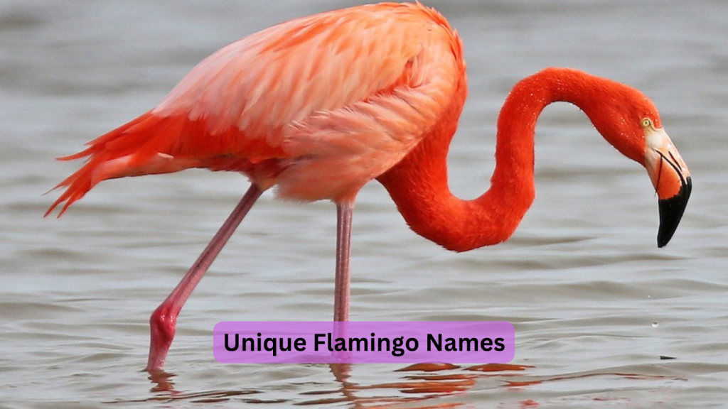 flamingo names 