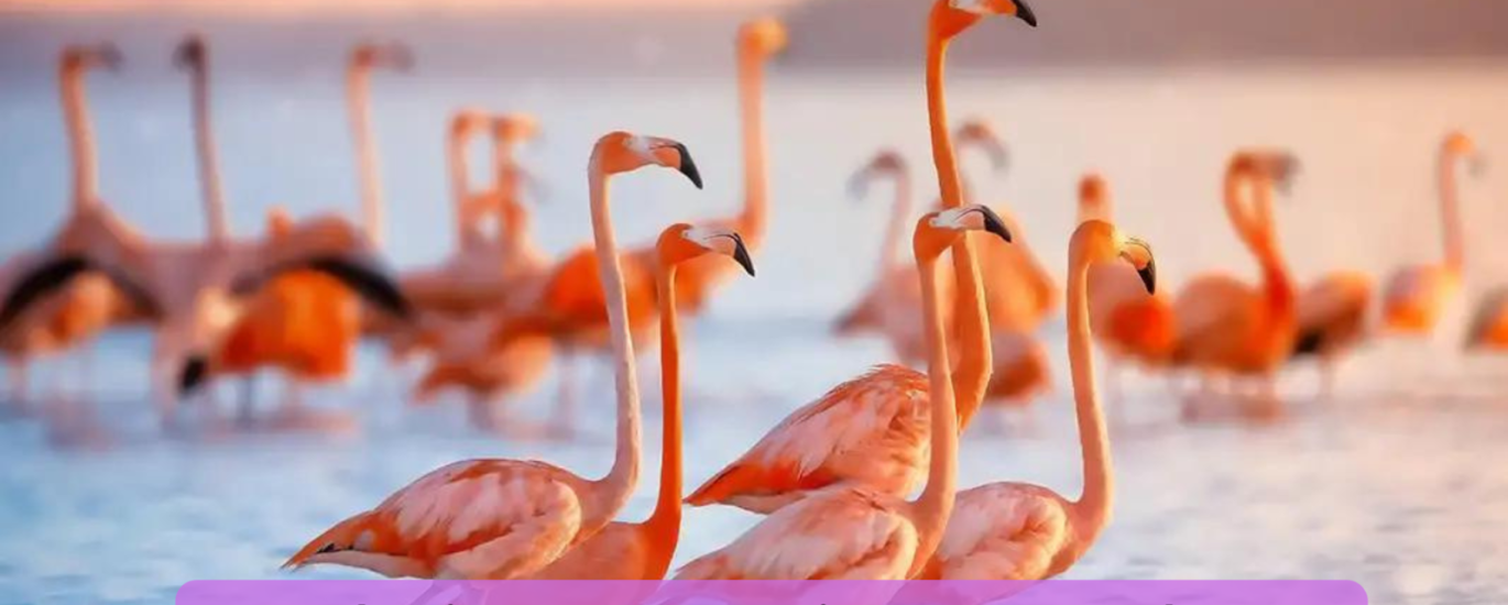 flamingo names