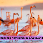 flamingo names