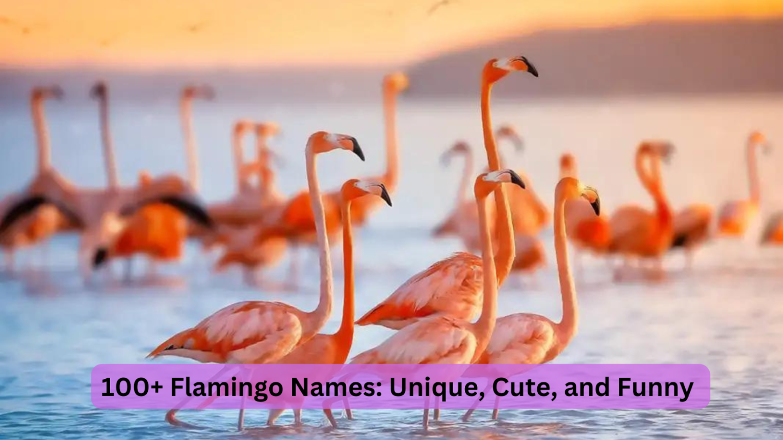 flamingo names