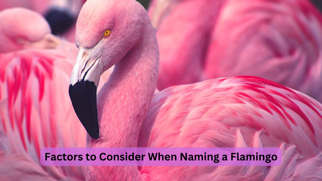 Factors to Consider When Naming a Flamingo