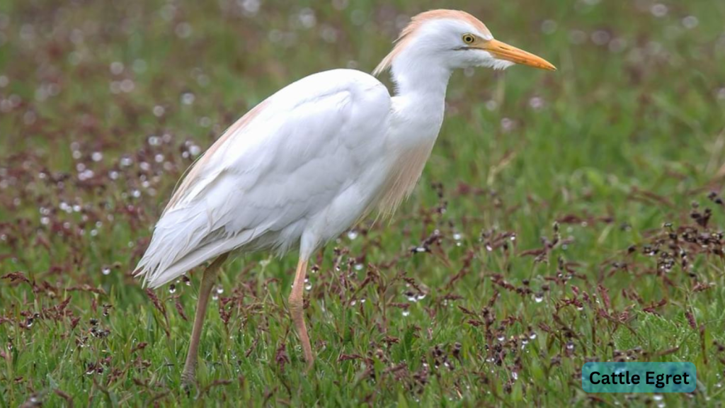 Cattle Egret