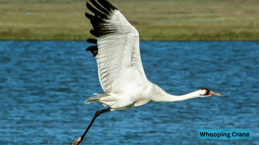 Whooping Crane