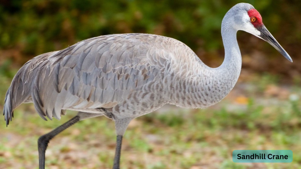 Sandhill Crane