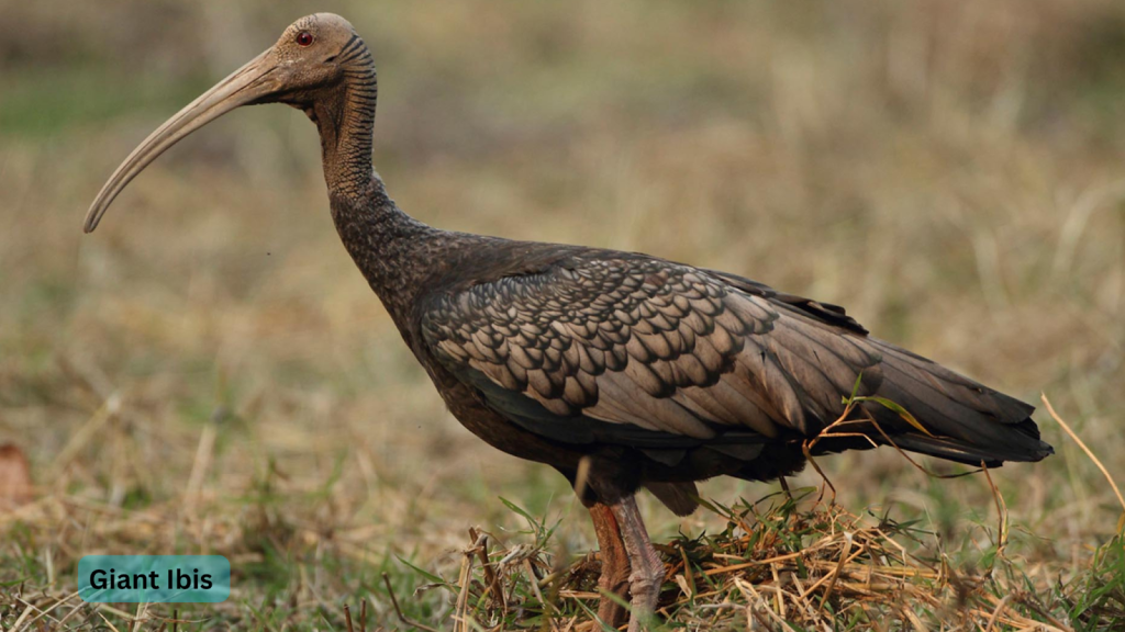 Giant Ibis 