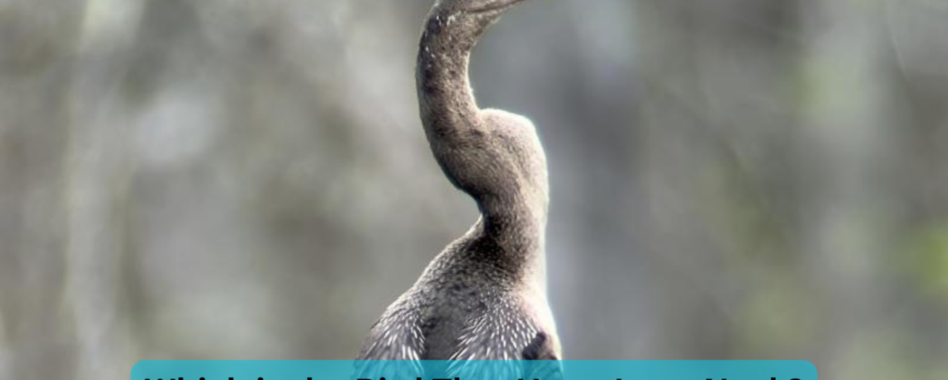 which is the bird that has a long neck