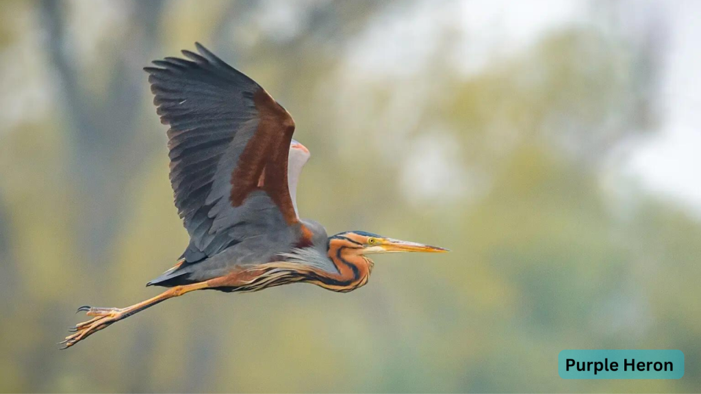 Purple Heron 