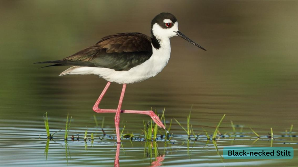 Black-necked Stilt