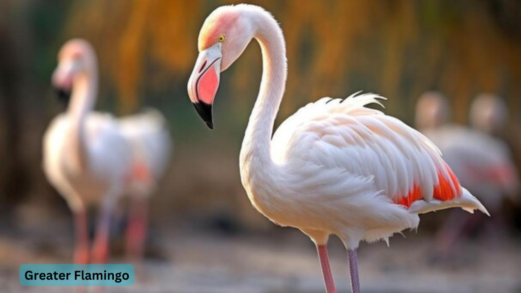 Greater Flamingo
