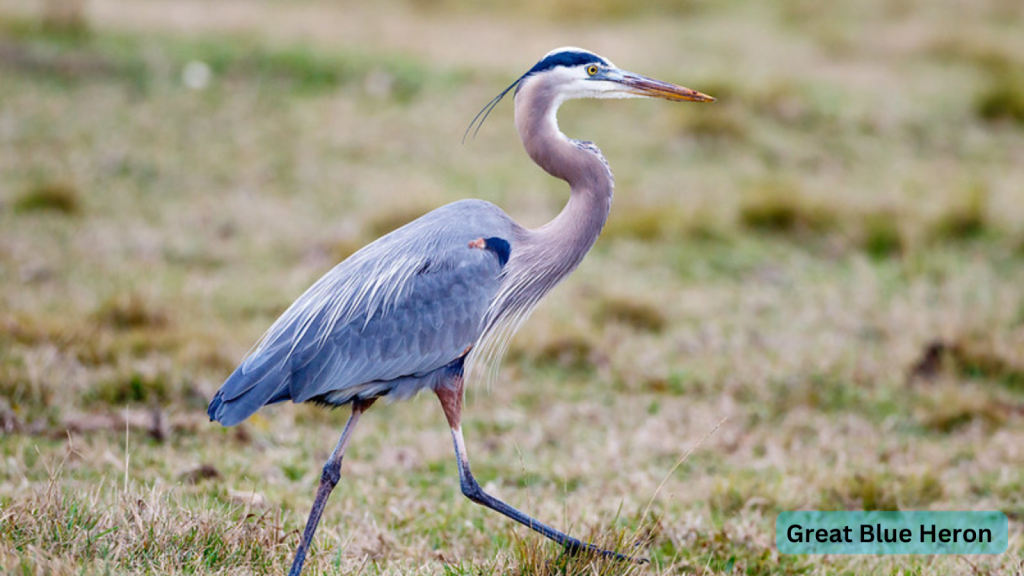 Great Blue Heron 