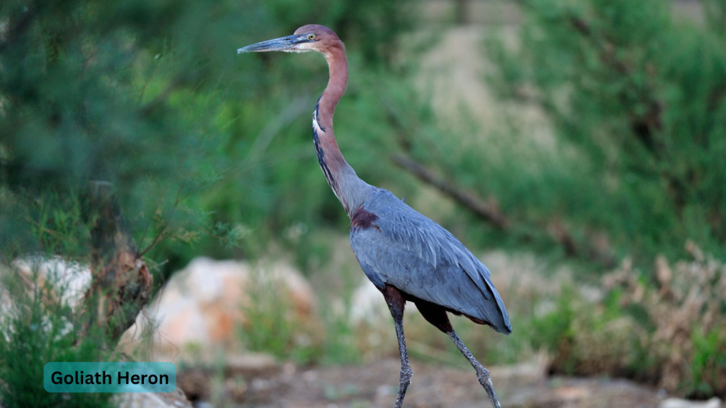 Goliath Heron 