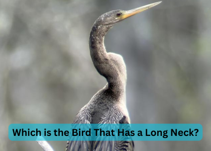 which is the bird that has a long neck