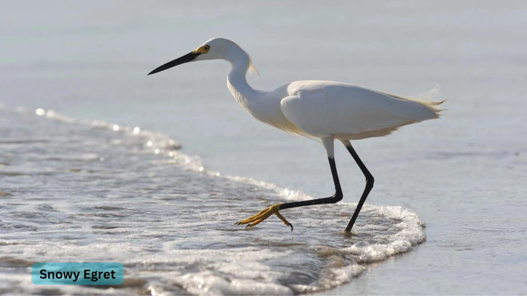 Snowy Egret 