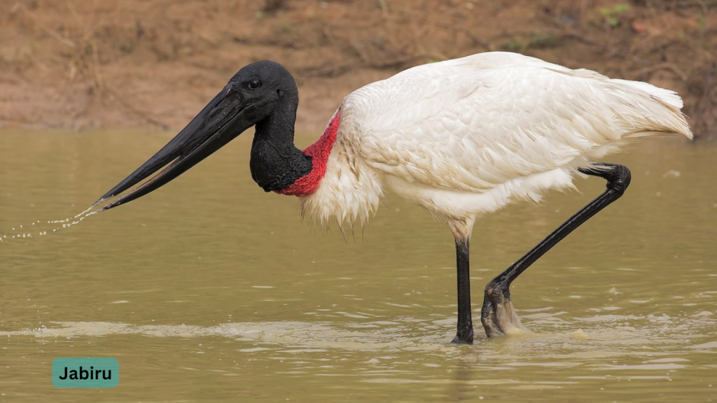 Jabiru