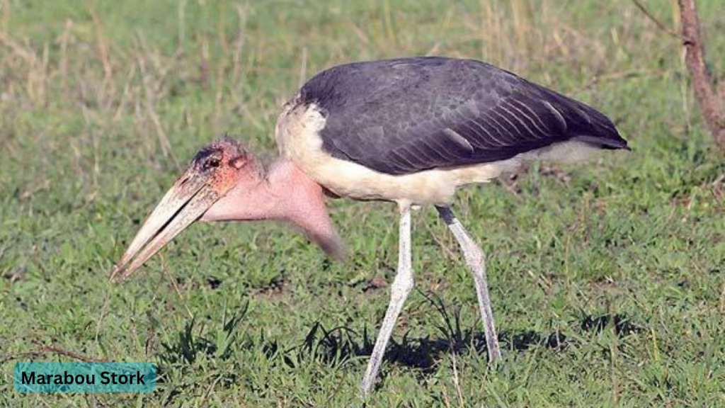 Marabou Stork