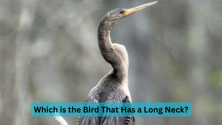 which is the bird that has a long neck