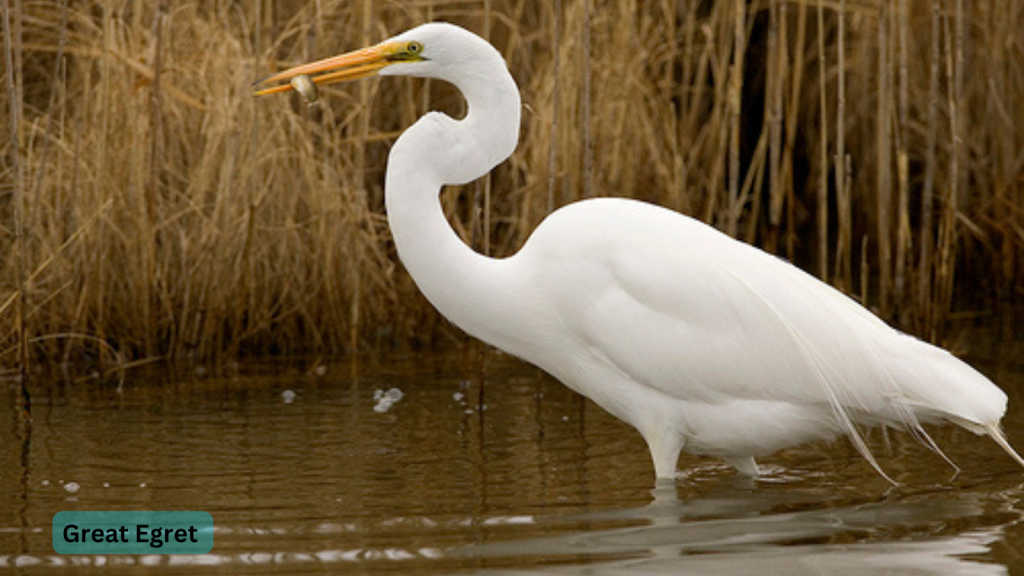 Great Egret