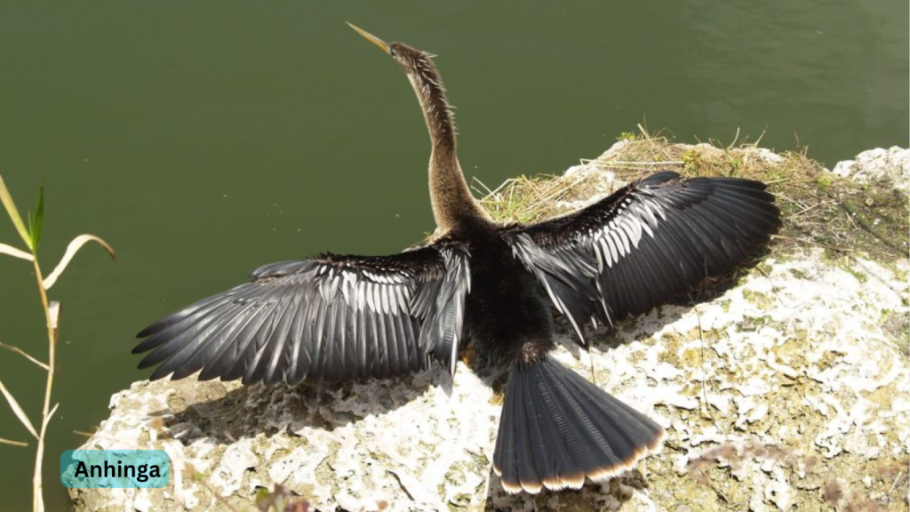 Anhinga 