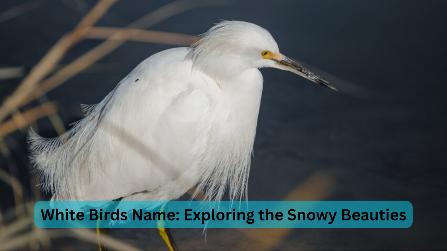 white birds name