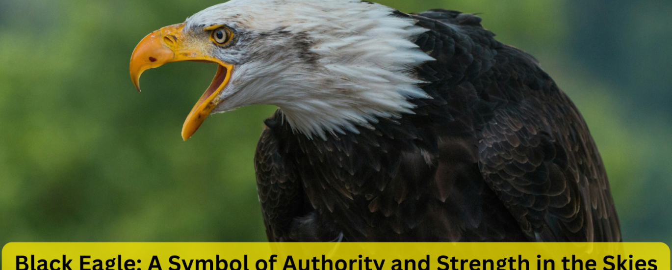 black eagle
