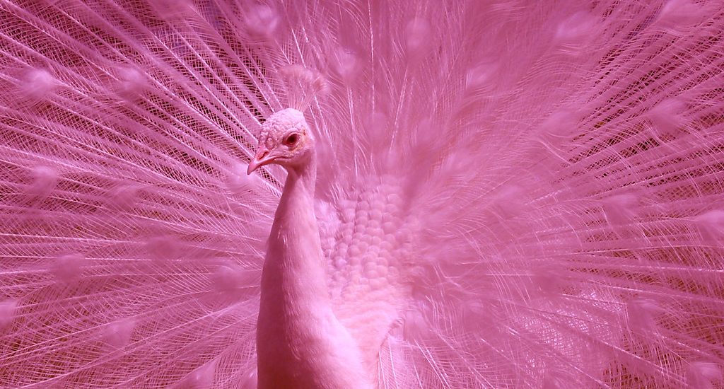 pink peacock