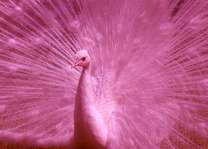 pink peacock