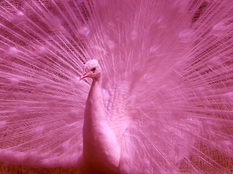 pink peacock